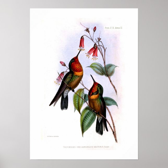 Hummingbird Poster (Front)