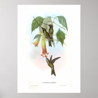 Hummingbird Poster