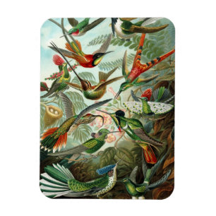 Hummingbird Premium Magnet