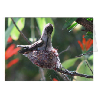 Hummingbird Prepares her Nest