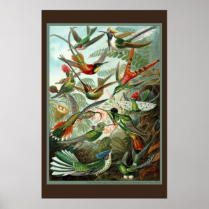 Hummingbird Print