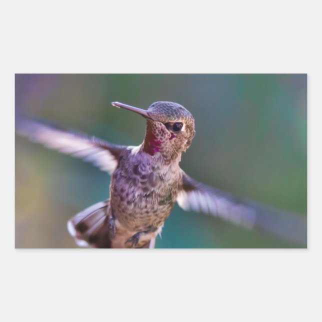 Hummingbird Rectangular Sticker (Front)
