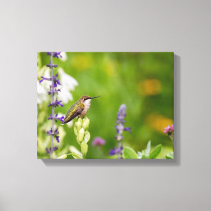 Hummingbird Rest Canvas Print