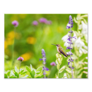 Hummingbird Rest Photo Print