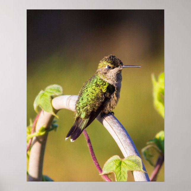 Hummingbird Resting 16 x 20 Poster (Front)
