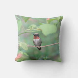 Hummingbird resting on branch, green cushion
