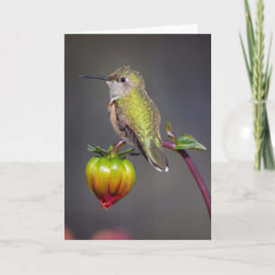 Hummingbird rests on flower bud card