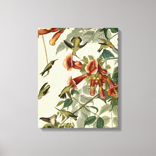 Hummingbird Ruby Throated Audubon Bird Canvas Print (Front)