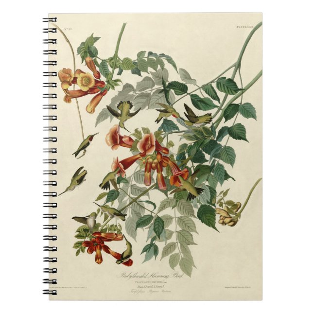 Hummingbird Ruby Throated Audubon Bird Notebook (Front)