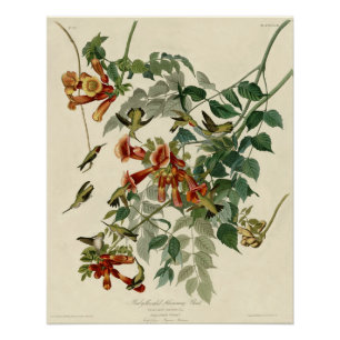 Hummingbird Ruby Throated Audubon Bird Poster