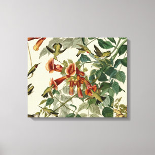 Hummingbird Ruby Throated Audubon Canvas Print
