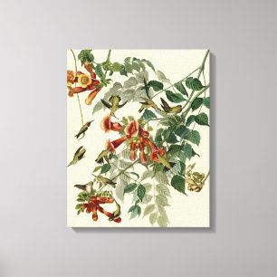 Hummingbird Ruby Throated Audubon Canvas Print