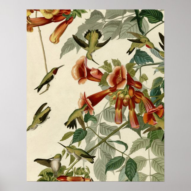 Hummingbird Ruby Throated Audubon Poster (Front)