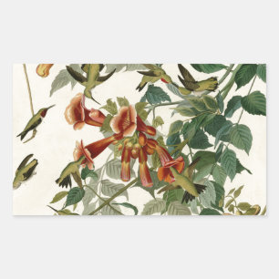 Hummingbird Ruby Throated Audubon Rectangular Sticker