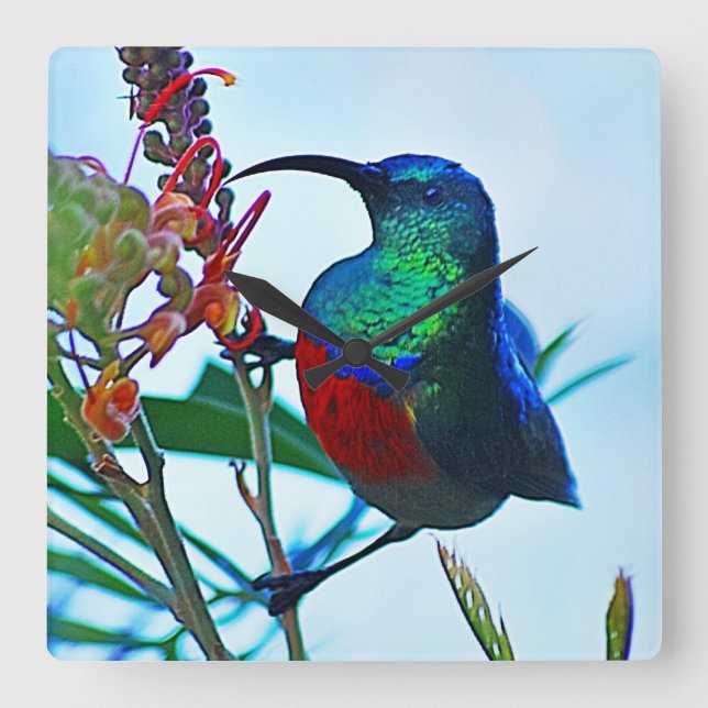 Hummingbird ruby throated square wall clock (Front)