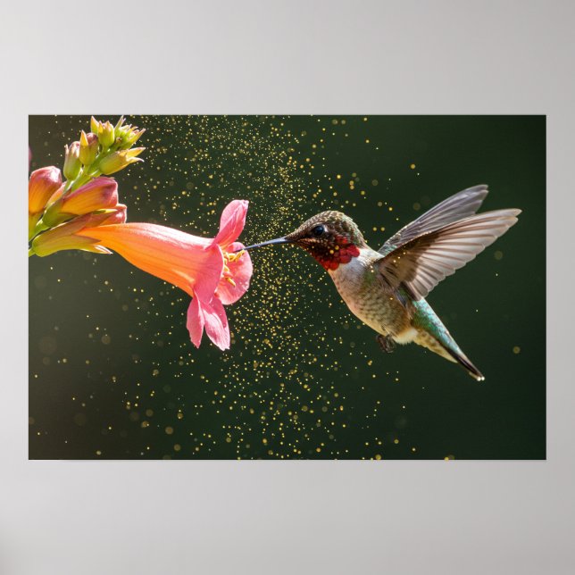 Hummingbird’s Nectar Glow Poster (Front)