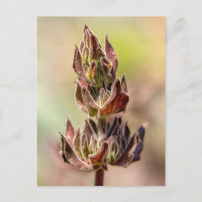 Hummingbird Sage Postcard (Front)