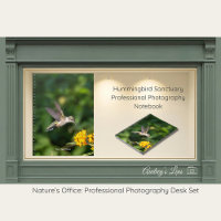Hummingbird Sanctuary Professional Photography