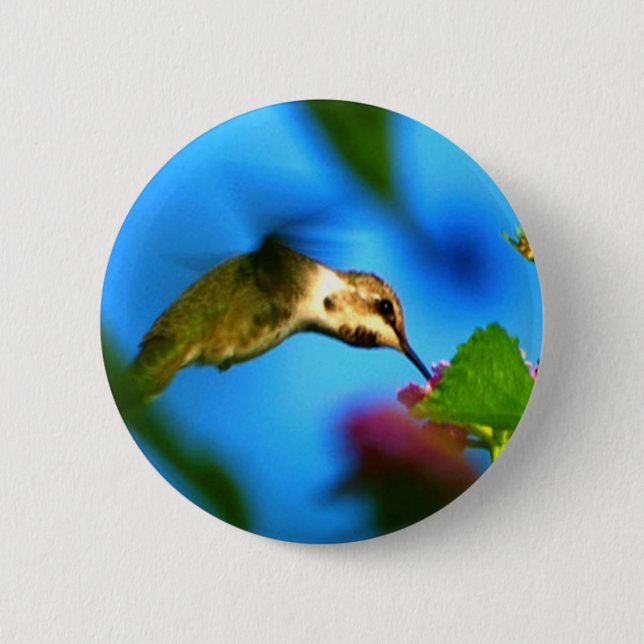 Hummingbird Sipping 6 Cm Round Badge (Front)
