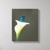 Hummingbird Sitting in a Calla Lilly