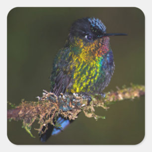 Hummingbird Square Sticker