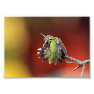 Hummingbird Stretch Photo Print