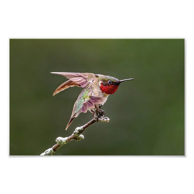 Hummingbird Stretches Photo Print (Front)