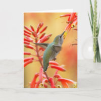 Hummingbird surrounded by red yucca