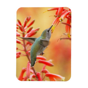 Hummingbird surrounded by red yucca magnet