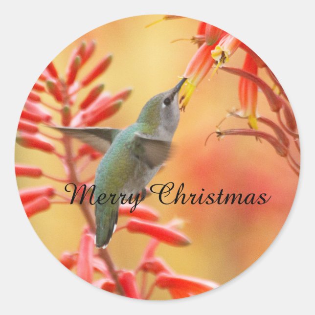 Hummingbird surrounded by yucca,Merry Christmas Classic Round Sticker (Front)