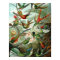 Hummingbird (Trochilidae) by Haeckel Poster