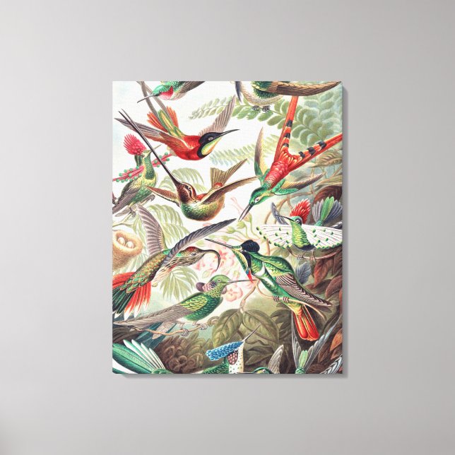 Hummingbird, Trochilidae Kolibris by Ernst Haeckel Canvas Print (Front)
