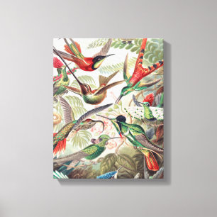 Hummingbird, Trochilidae Kolibris by Ernst Haeckel Canvas Print