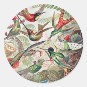 Hummingbird, Trochilidae Kolibris by Ernst Haeckel Classic Round Sticker