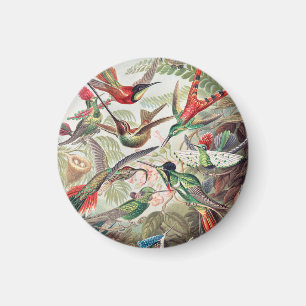 Hummingbird, Trochilidae Kolibris by Ernst Haeckel Magnet