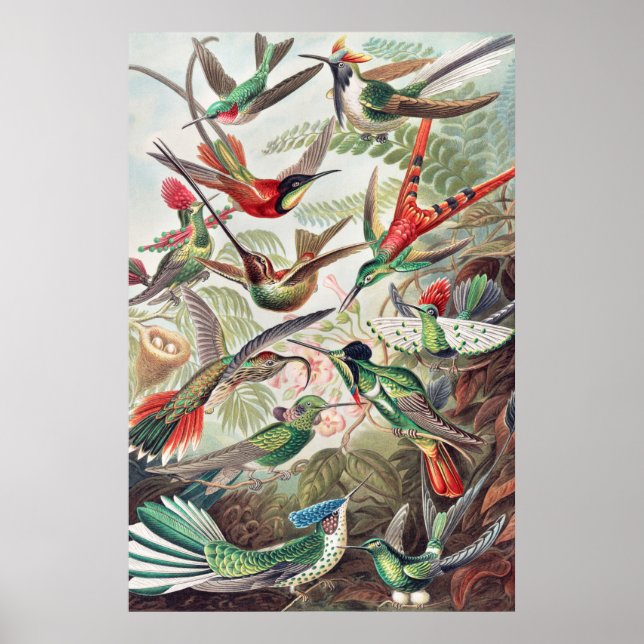 Hummingbird, Trochilidae Kolibris by Ernst Haeckel Poster (Front)