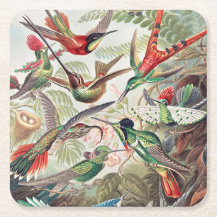 Hummingbird, Trochilidae Kolibris by Ernst Haeckel Square Paper Coaster