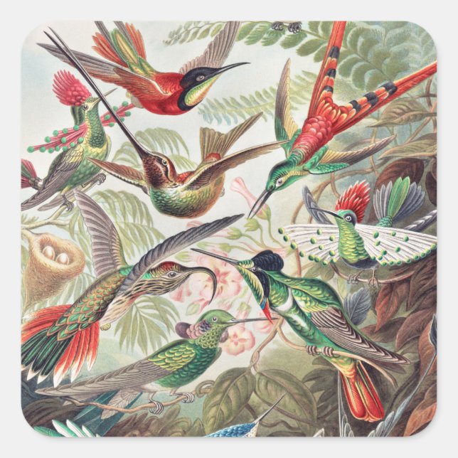 Hummingbird, Trochilidae Kolibris by Ernst Haeckel Square Sticker (Front)