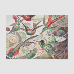 Hummingbird, Trochilidae Kolibris by Ernst Haeckel Tissue Paper