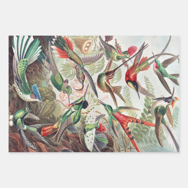 Hummingbird, Trochilidae Kolibris by Ernst Haeckel Wrapping Paper Sheet (Front)