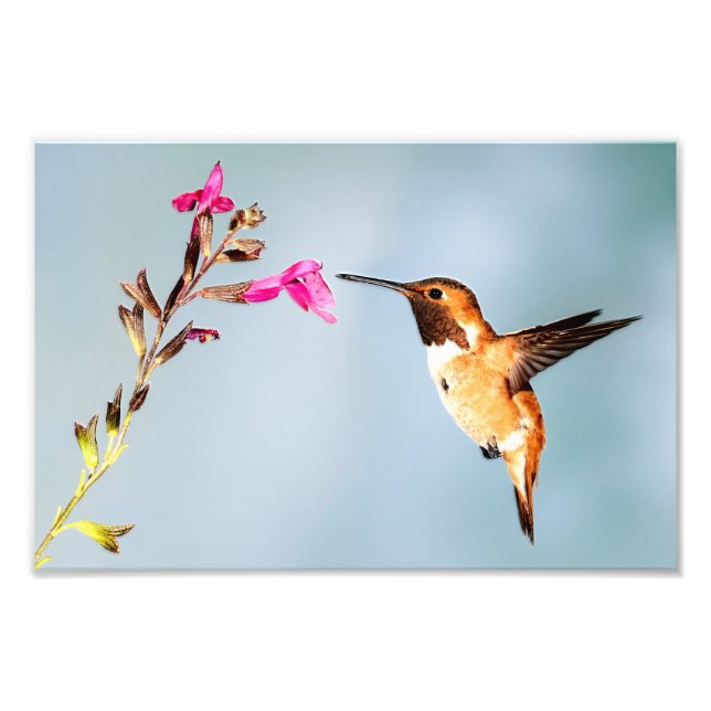 Hummingbird Wild in Nature Photo Print (Front)