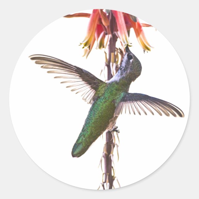 Hummingbird wings classic round sticker (Front)
