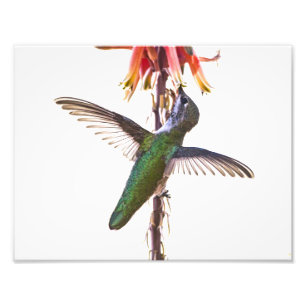 Hummingbird wings photo print
