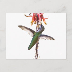 Hummingbird wings postcard
