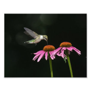 Hummingbird  With Coneflower Photo Print