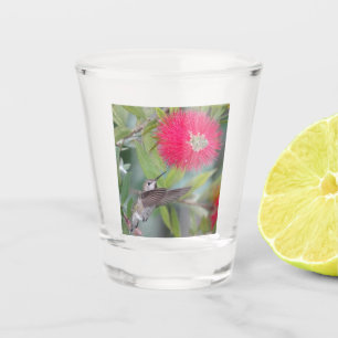 Hummingbird with flowering bottlebrush shot glass