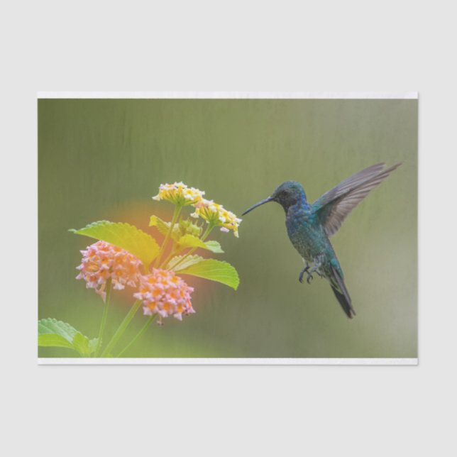 Hummingbird With Flowers Tissue Paper (Front)