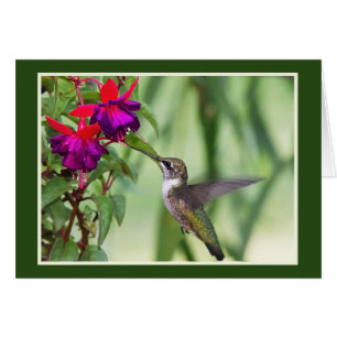 Hummingbird With Fuchsia