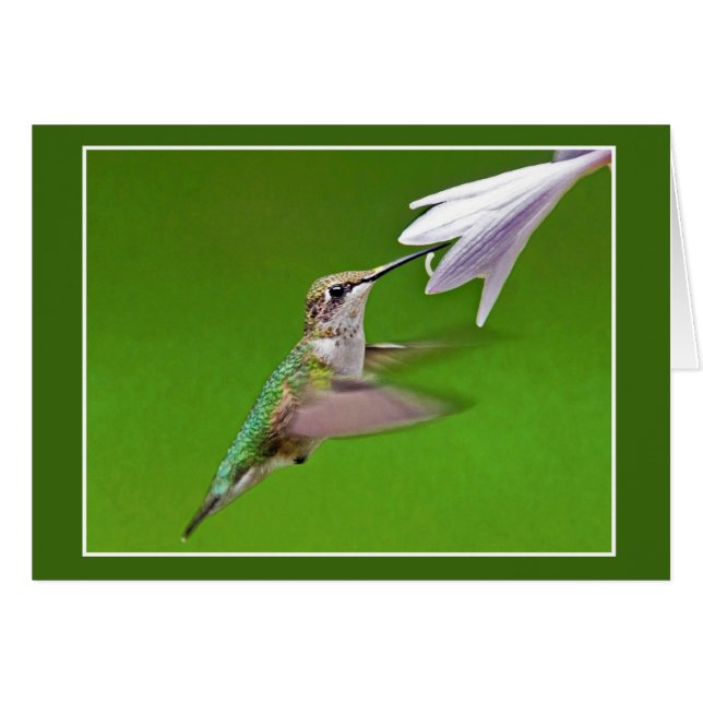 Hummingbird With Summer Hyacinth (Front Horizontal)