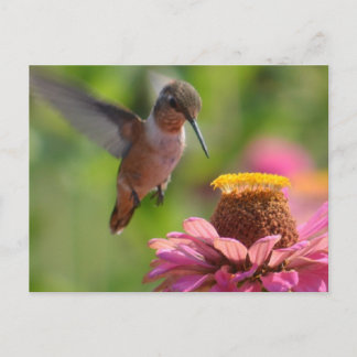 Hummingbird with Zinnias Postcard